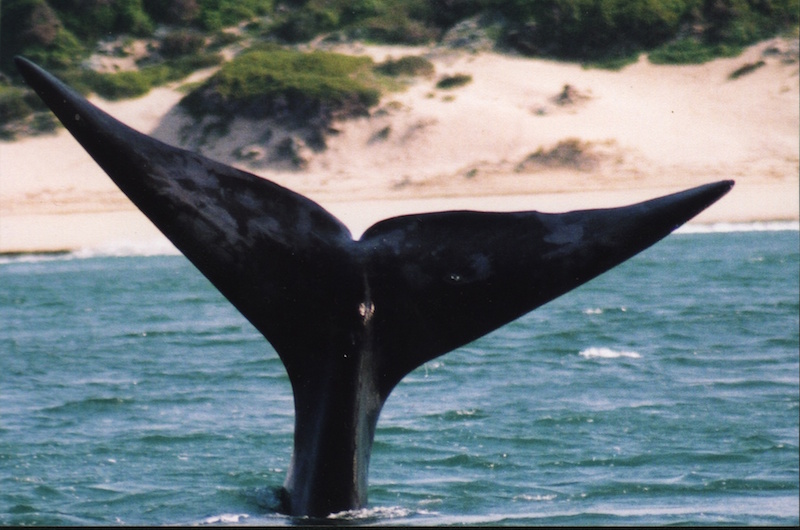 whale tail 1